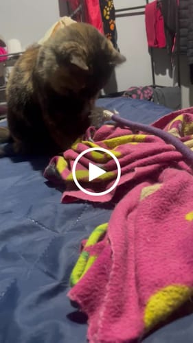 Customer video review of CT2273 1 Pieza De Collar Isabelino Para Mascota