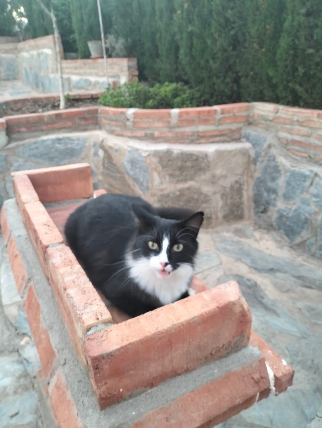Customer photo review of Cat Adult