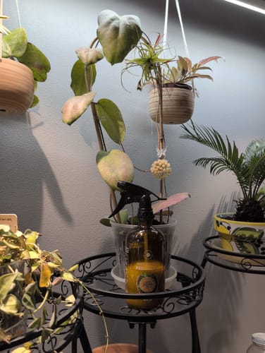 Reviewer's Houseplant Pest Spray on a black plant stand, surrounded by several healthy indoor plants.