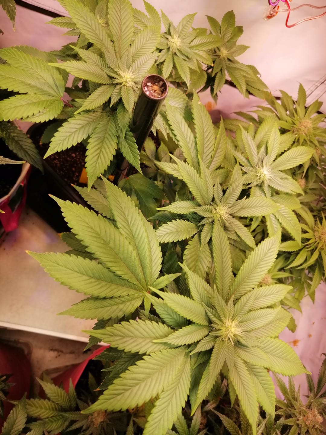 Customer photo review of Hanfstecklinge | Blackberry Moonrock