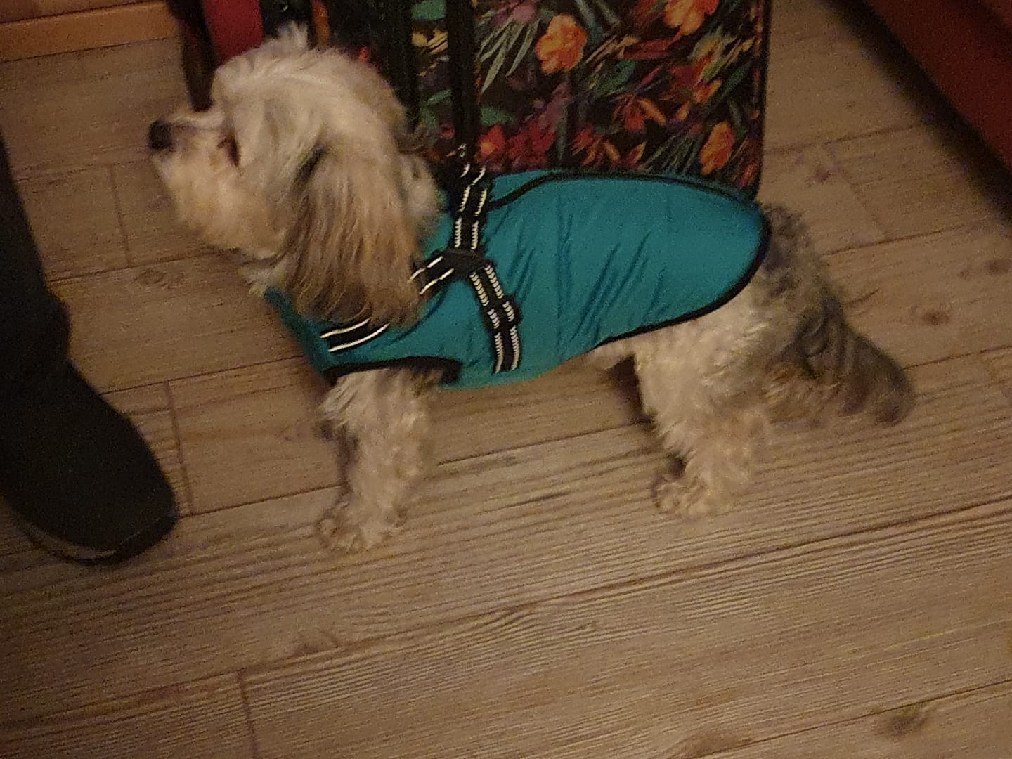 Customer photo review of Emmalove - Wasserdichter Hundemantel Extreme