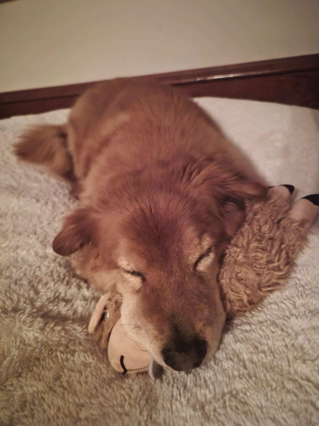 Customer photo review of Hemp Oil for Dogs and Cats - 900mg - 1oz