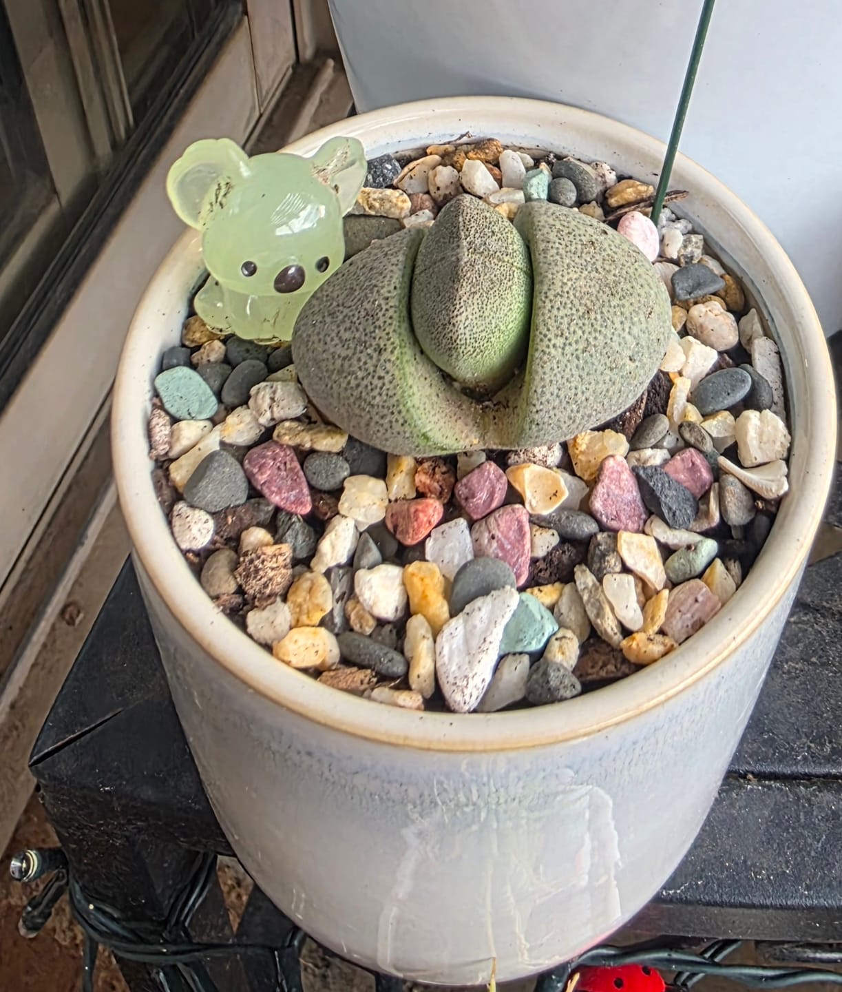 Customer photo review of Pleispilos 'Split Rock'