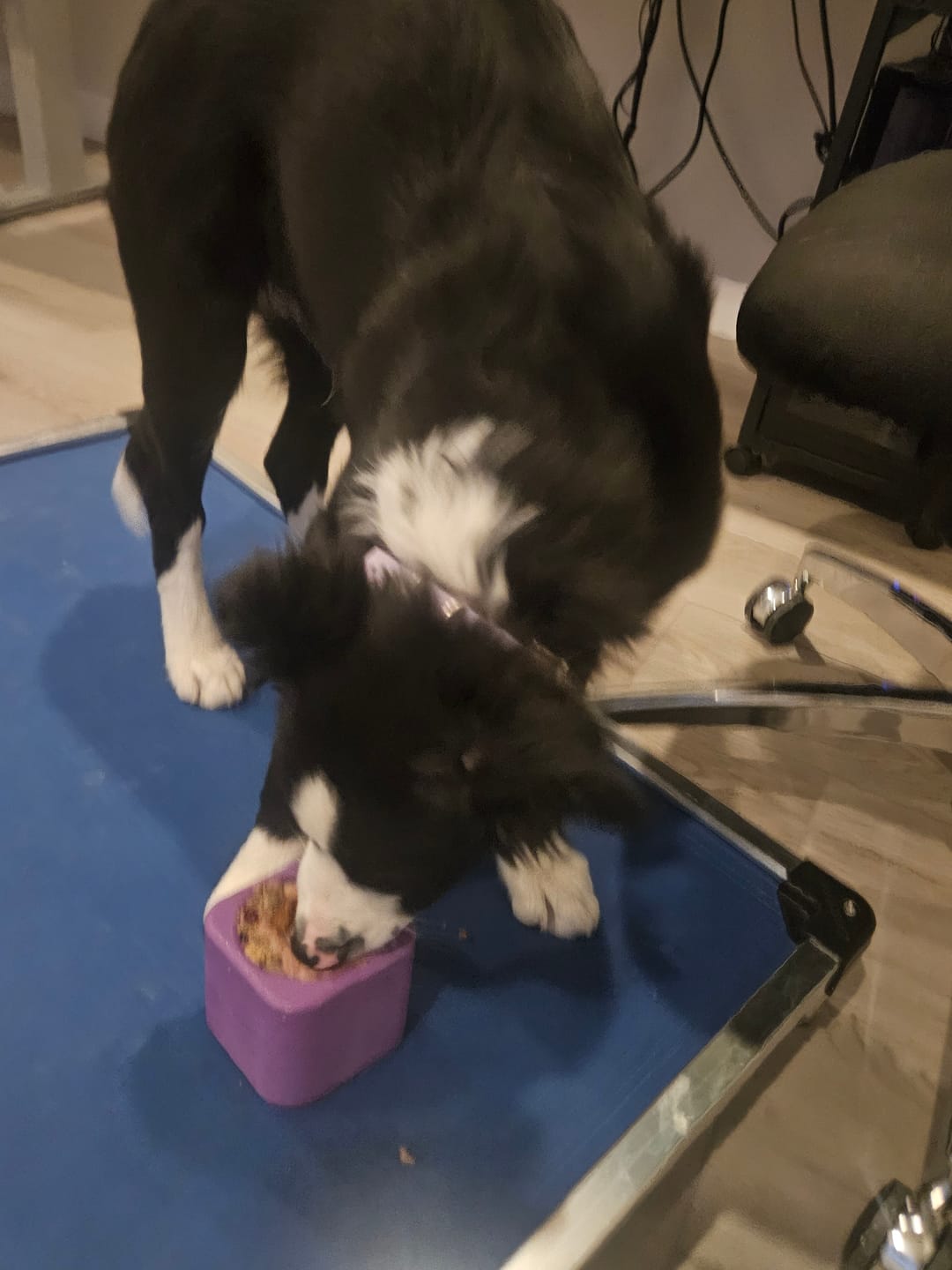 Customer photo review of Freezbox - Super Tough Treat Toy