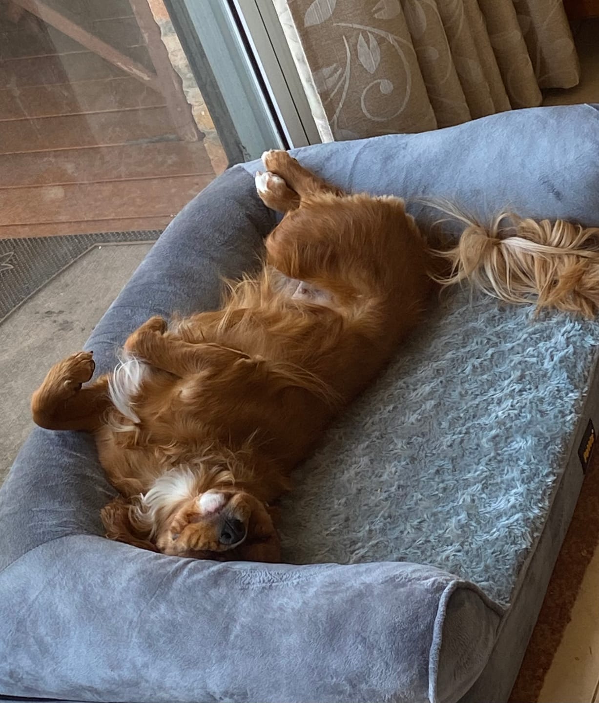 Customer photo review of Pet Sofa Bed