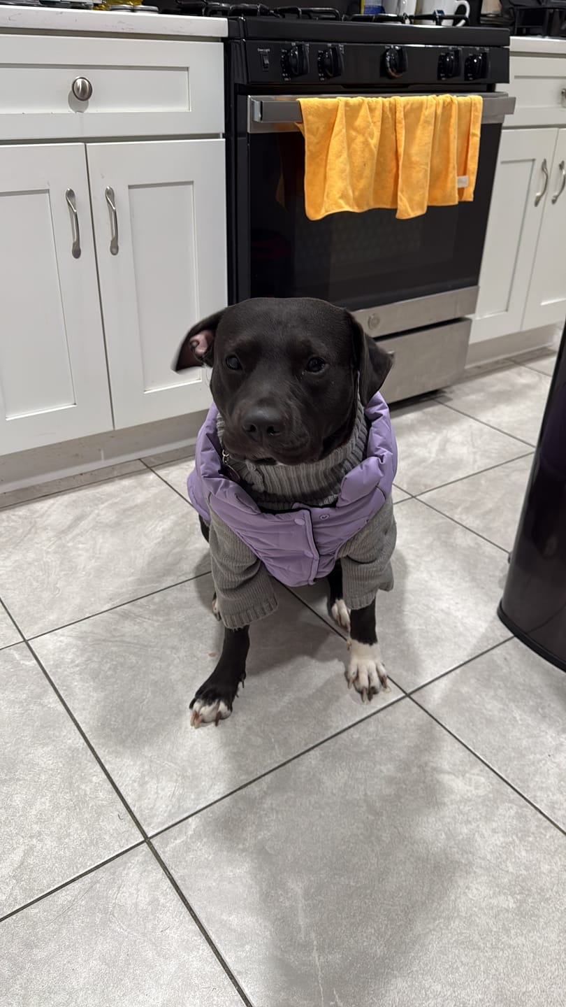Customer photo review of WarmShield Water-Resistant Jacket - Lilac