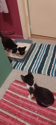 Customer photo review of 1 Month Supply – 2 Cat