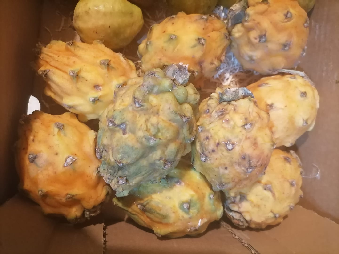 Customer photo review of Goldene Drachenfrucht (Pitaya) Sonderaktion