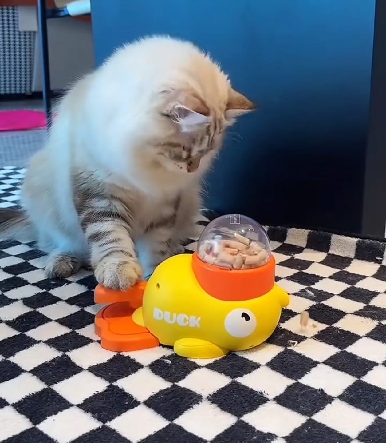 Customer photo review of Interactive Pet Feeder