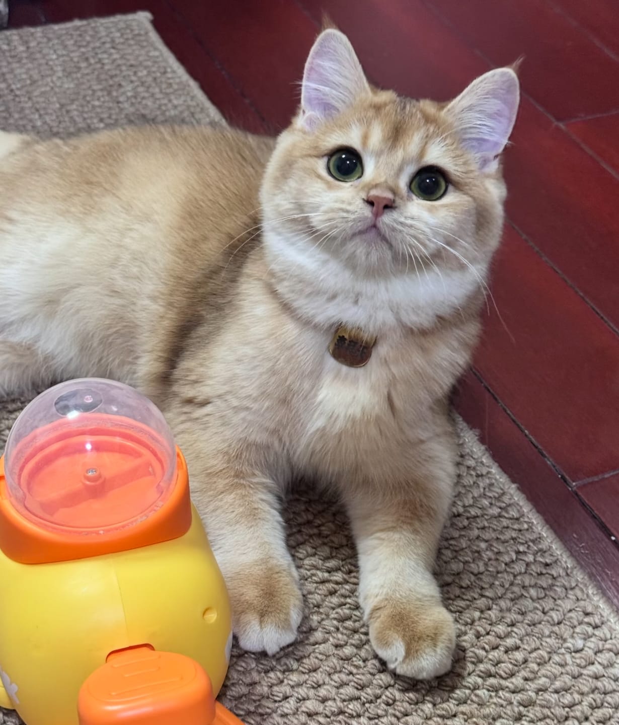 Customer photo review of Interactive Pet Feeder