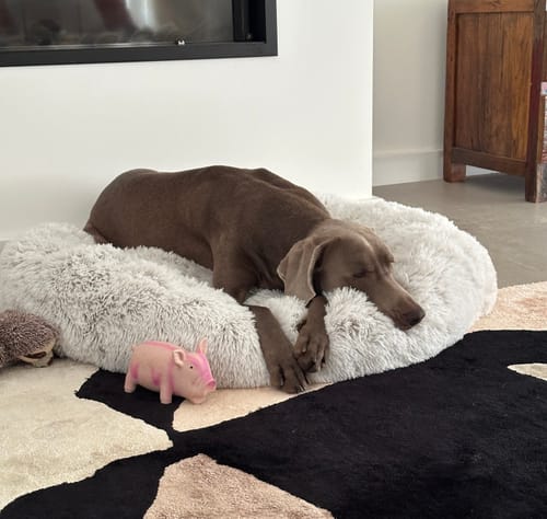 Customer photo review of Coussin Apaisant pour Chien - CoconRelax : Un Confort Inégalé