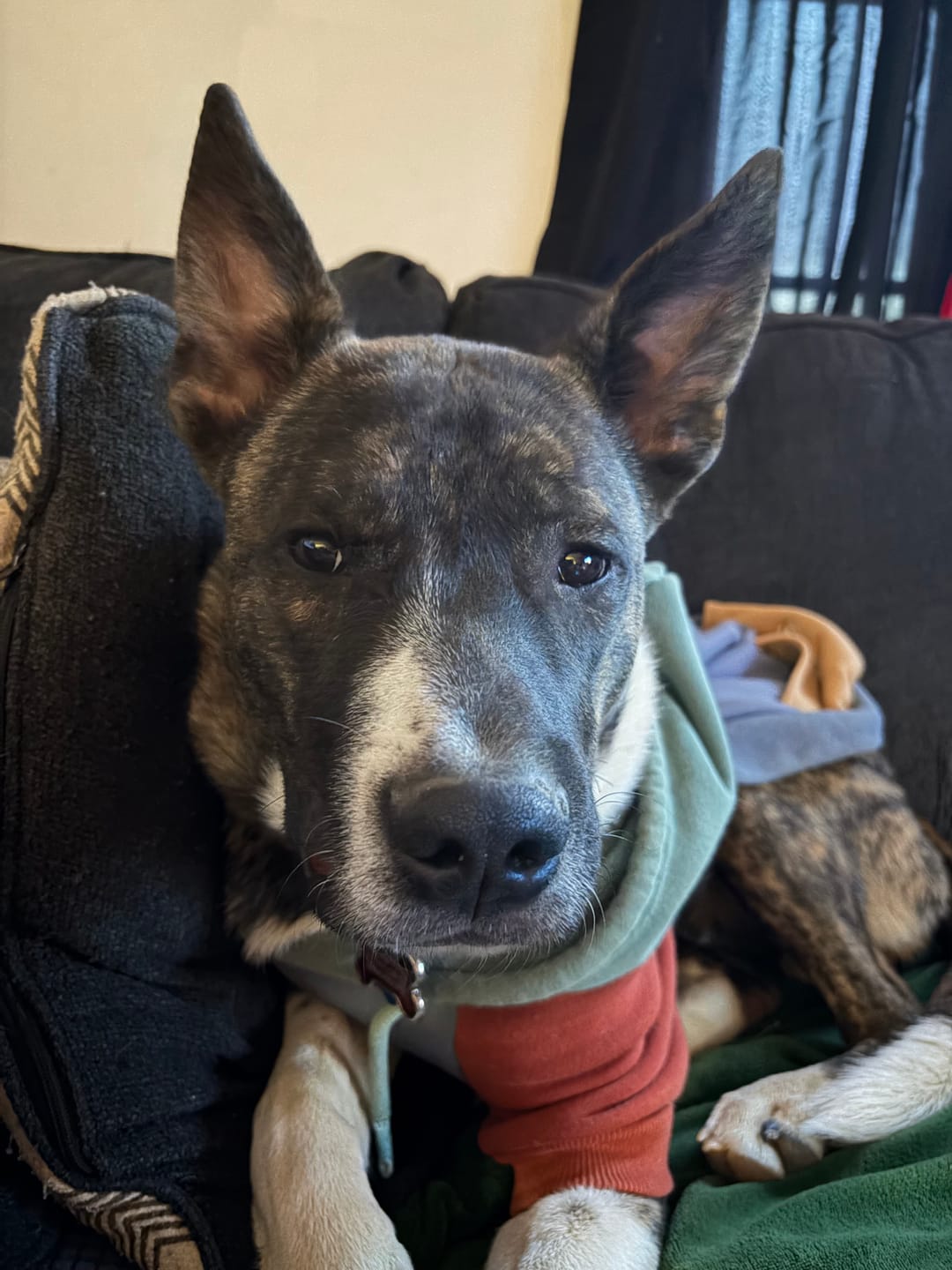 Customer photo review of Alpine Dog Hoodie
