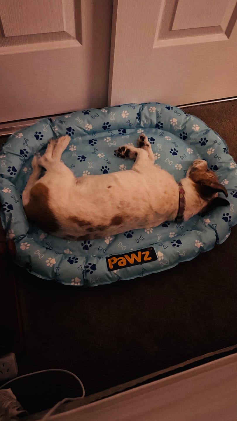 Customer photo review of Pet Cooling Mat Dog Cat Gel Non-Toxic Bed Pillow Self-cool Summer Ice Pad