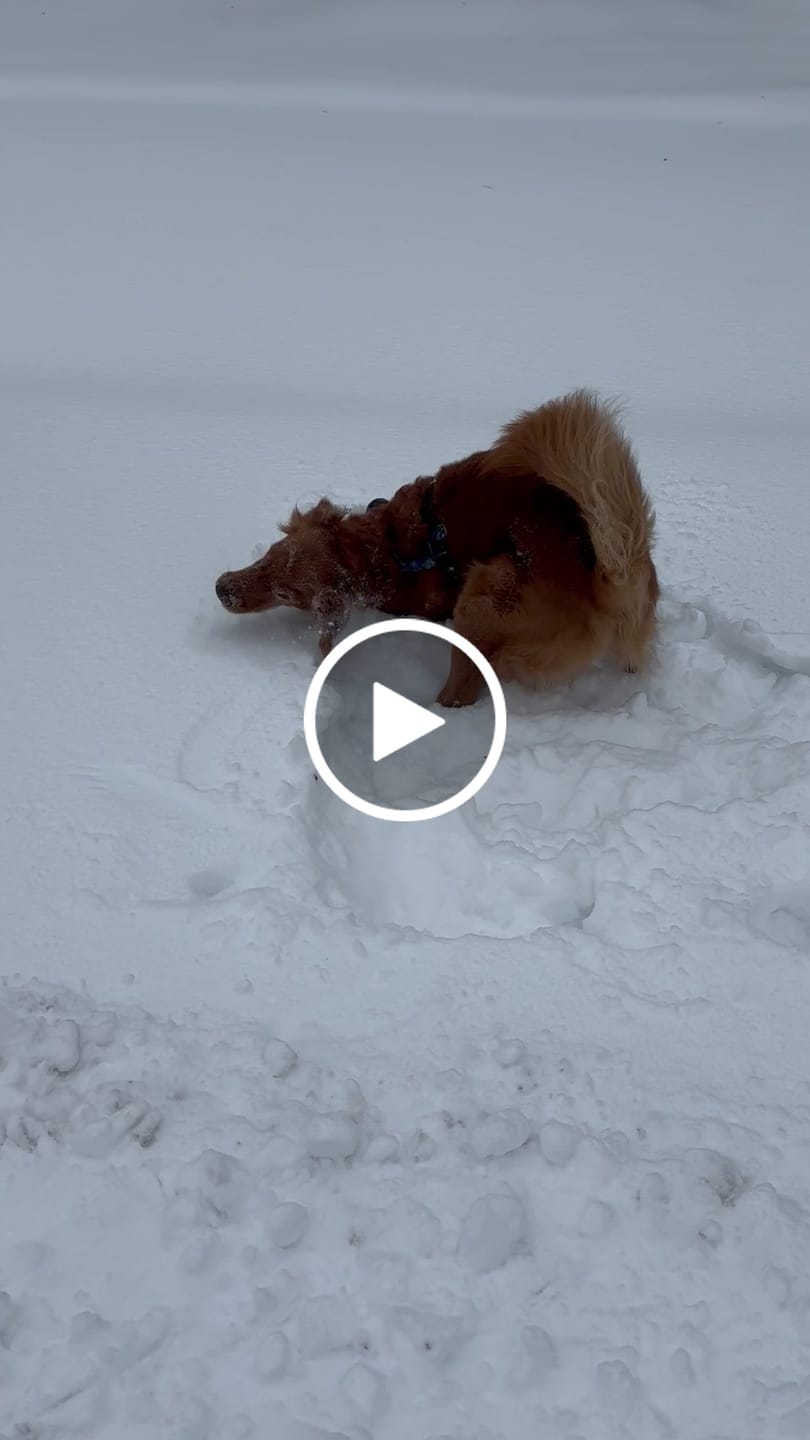 Customer video review of AIR PUP DOG BOOTS - SET OF 4
