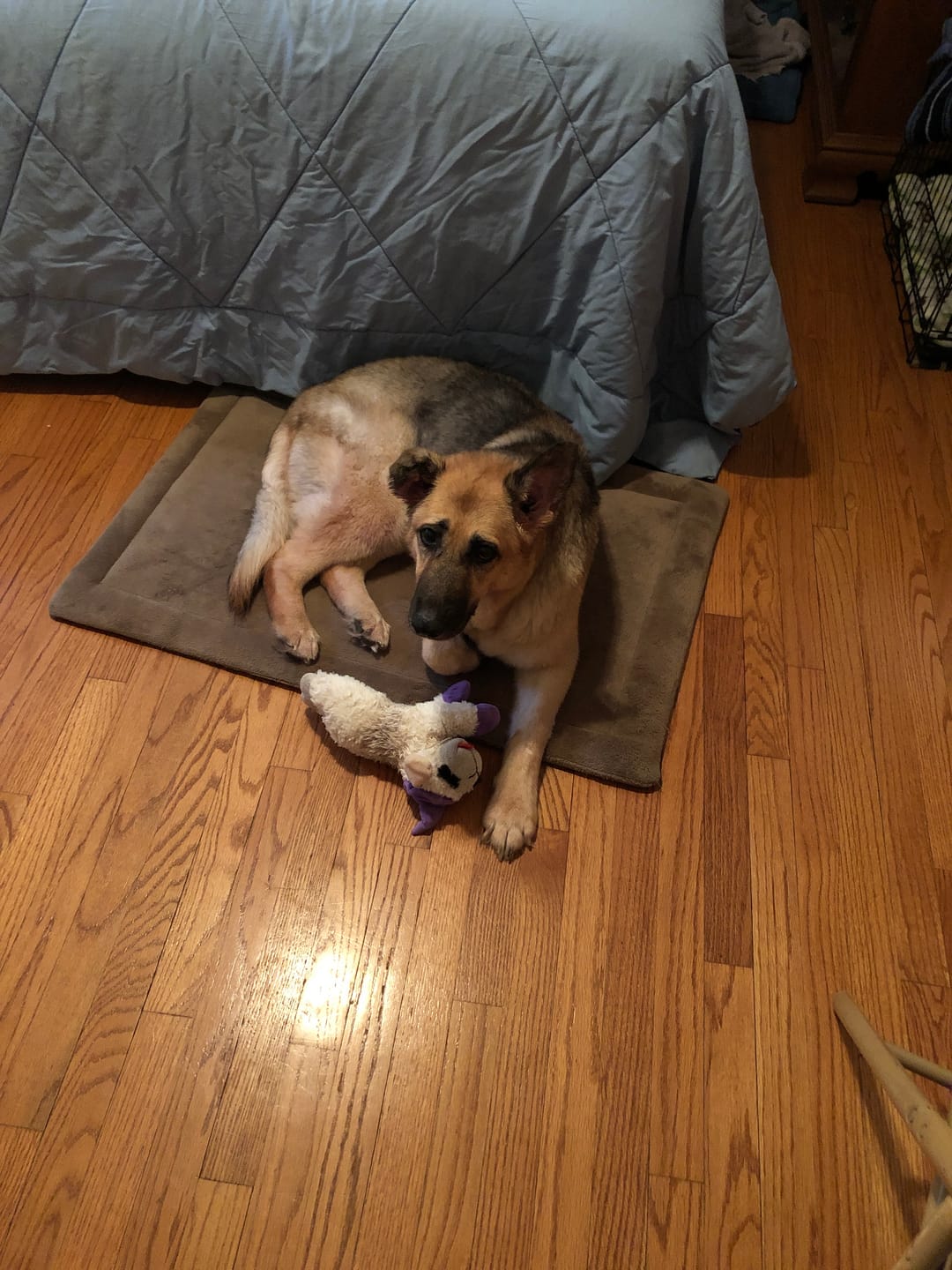 Customer photo review of Calming Hemp Oil for Dogs | CBD, Chamomile, L-Theanine