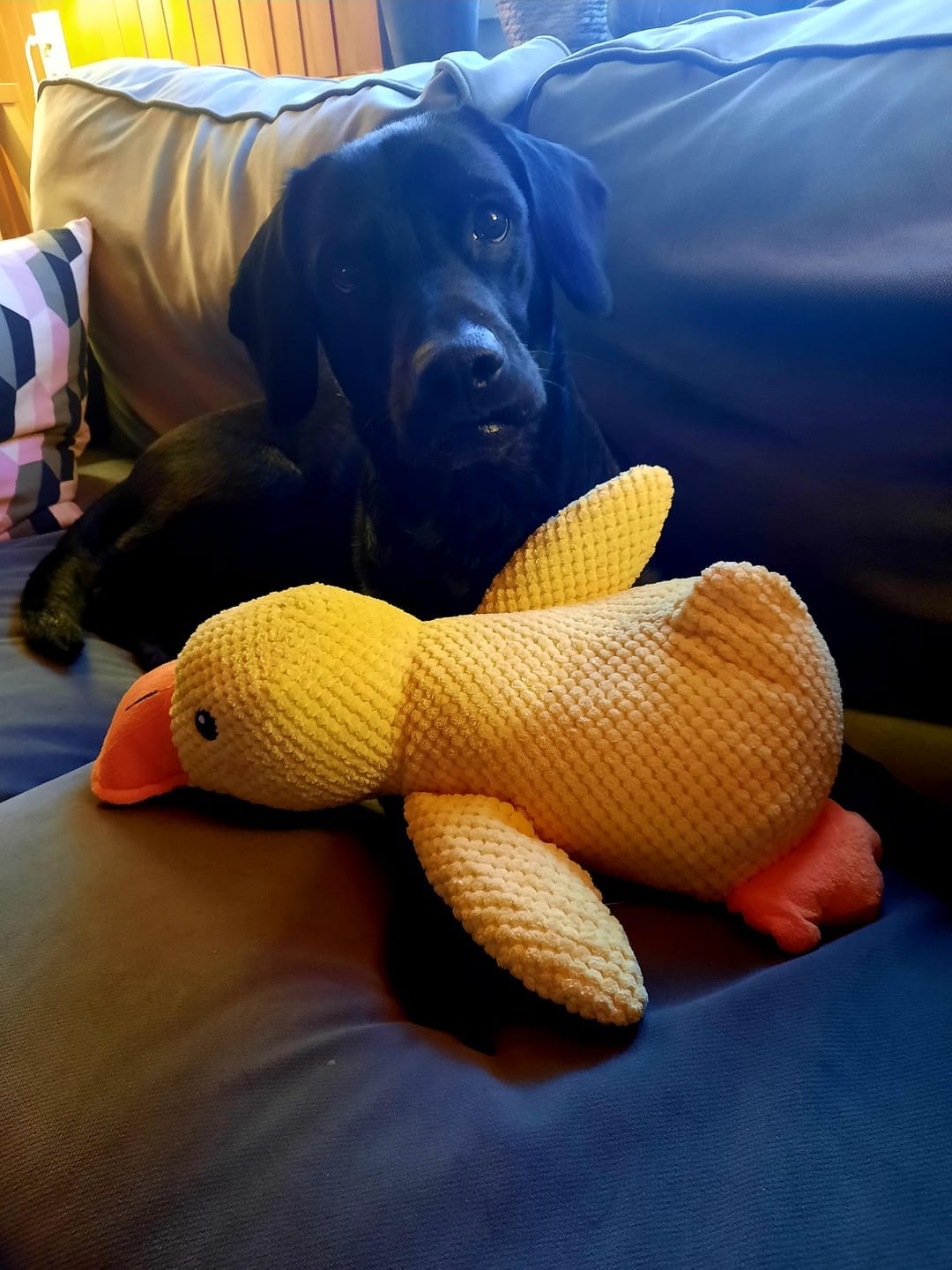 Customer photo review of HappyDuck™ – Anti-stress kosedyr