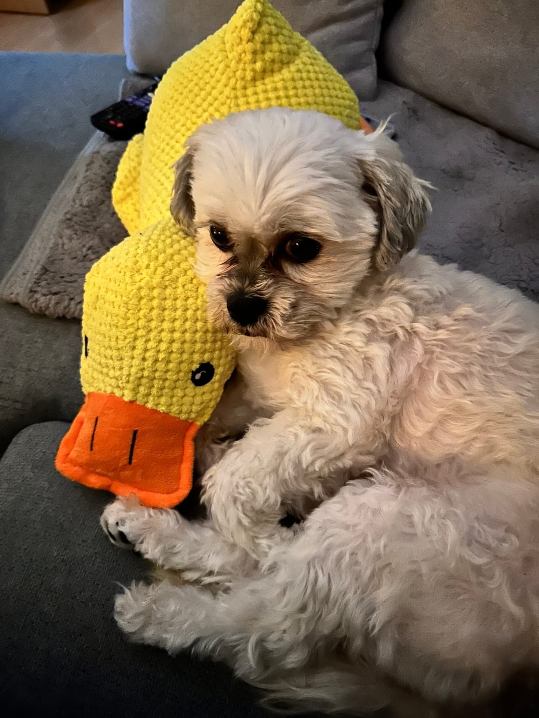 Customer photo review of HappyDuck™ – Anti-stress kosedyr