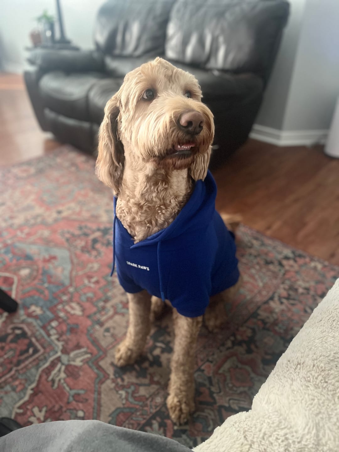 Customer photo review of Essential Dog Hoodie - Midnight Blue