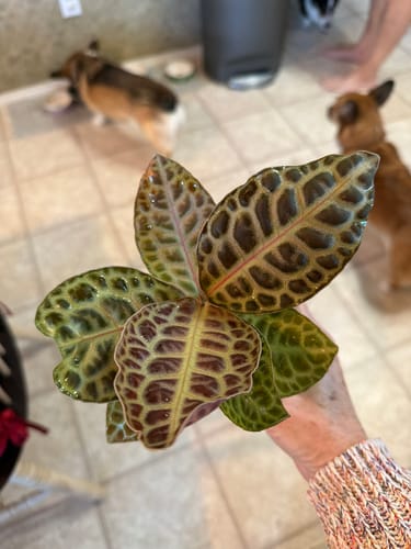 Customer holding a small houseplant with glossy, patterned leaves that appear freshly treated with the pest spray.
