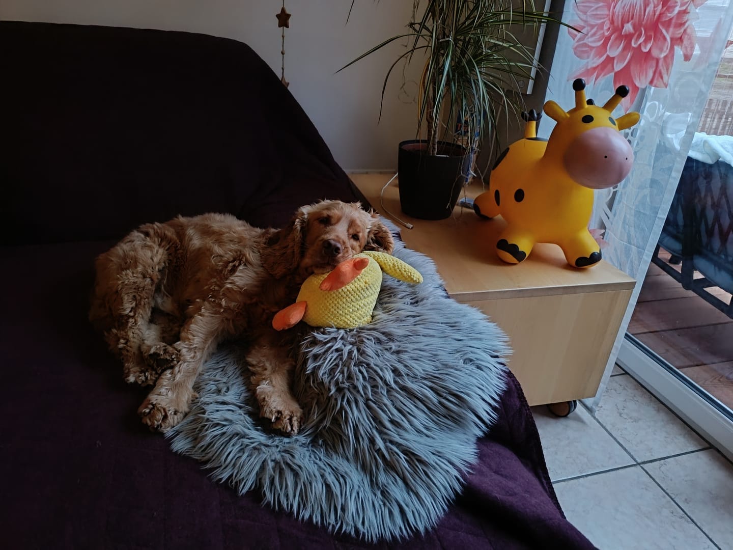 Customer photo review of HappyDuck™ – Anti-stress kosedyr