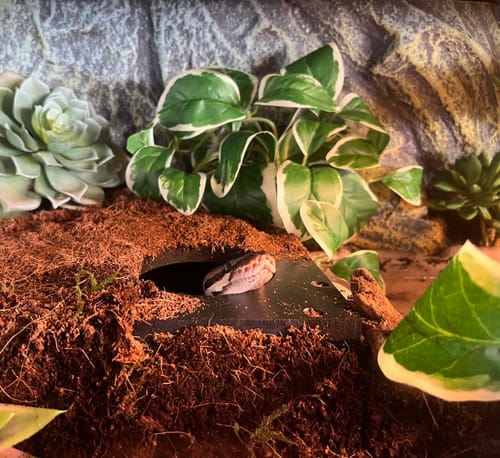 Customer photo review of BlackBox Subterranean Hides Medium 9x9x4"