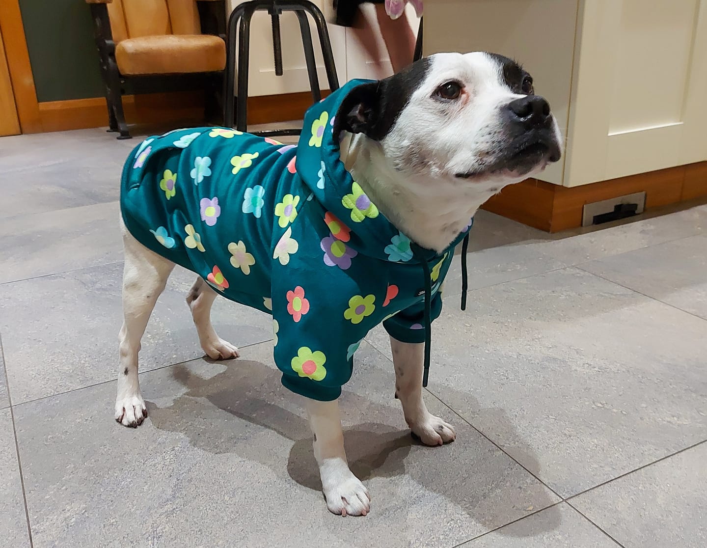 Customer photo review of Daisy Dog Hoodie - Green