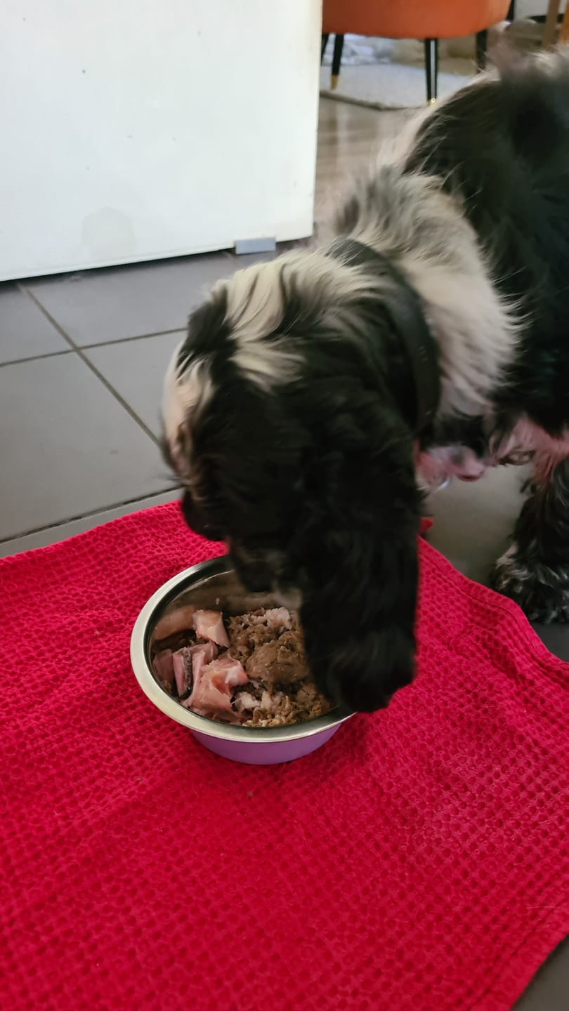 Customer photo review of Starter Box for Dogs