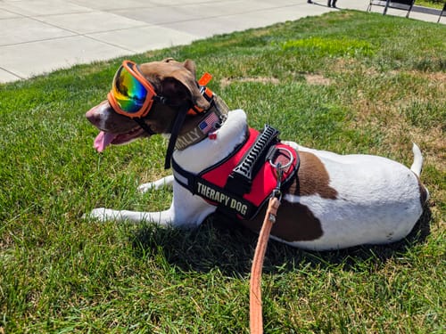 Customer's therapy dog wearing a red vest and goggles while lying in the grass.