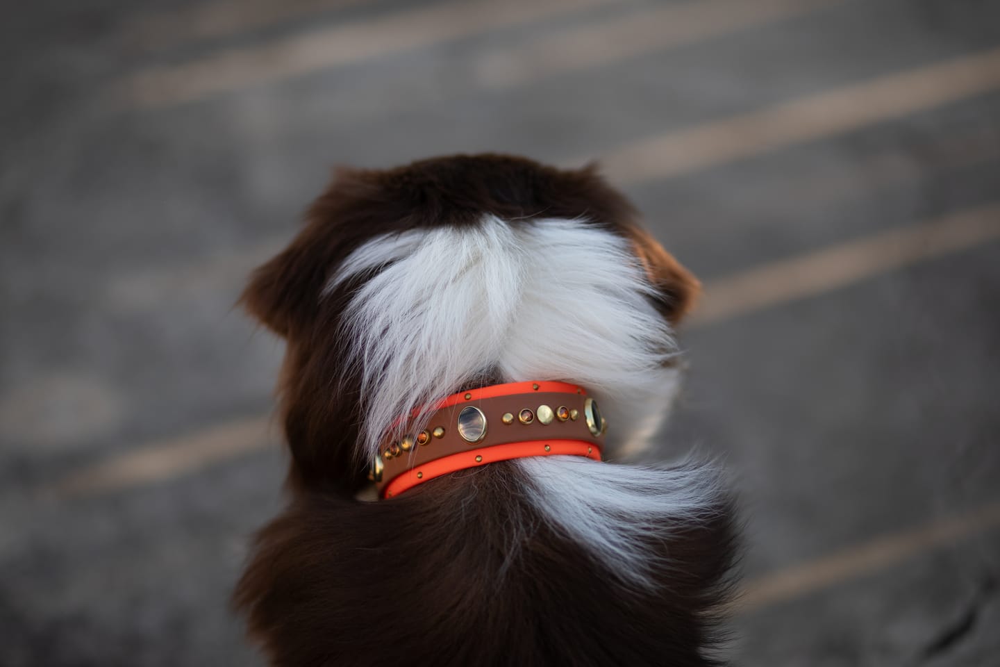 Customer photo review of The 'Bodhi' Collar