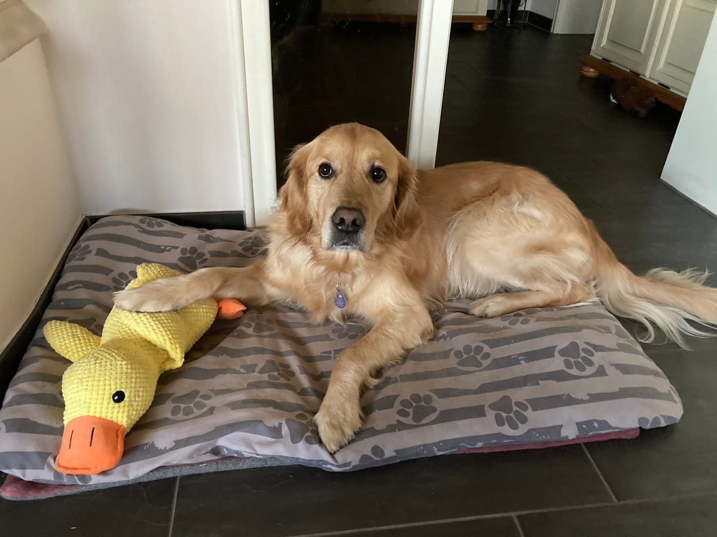 Customer photo review of HappyDuck™ – Anti-stress kosedyr