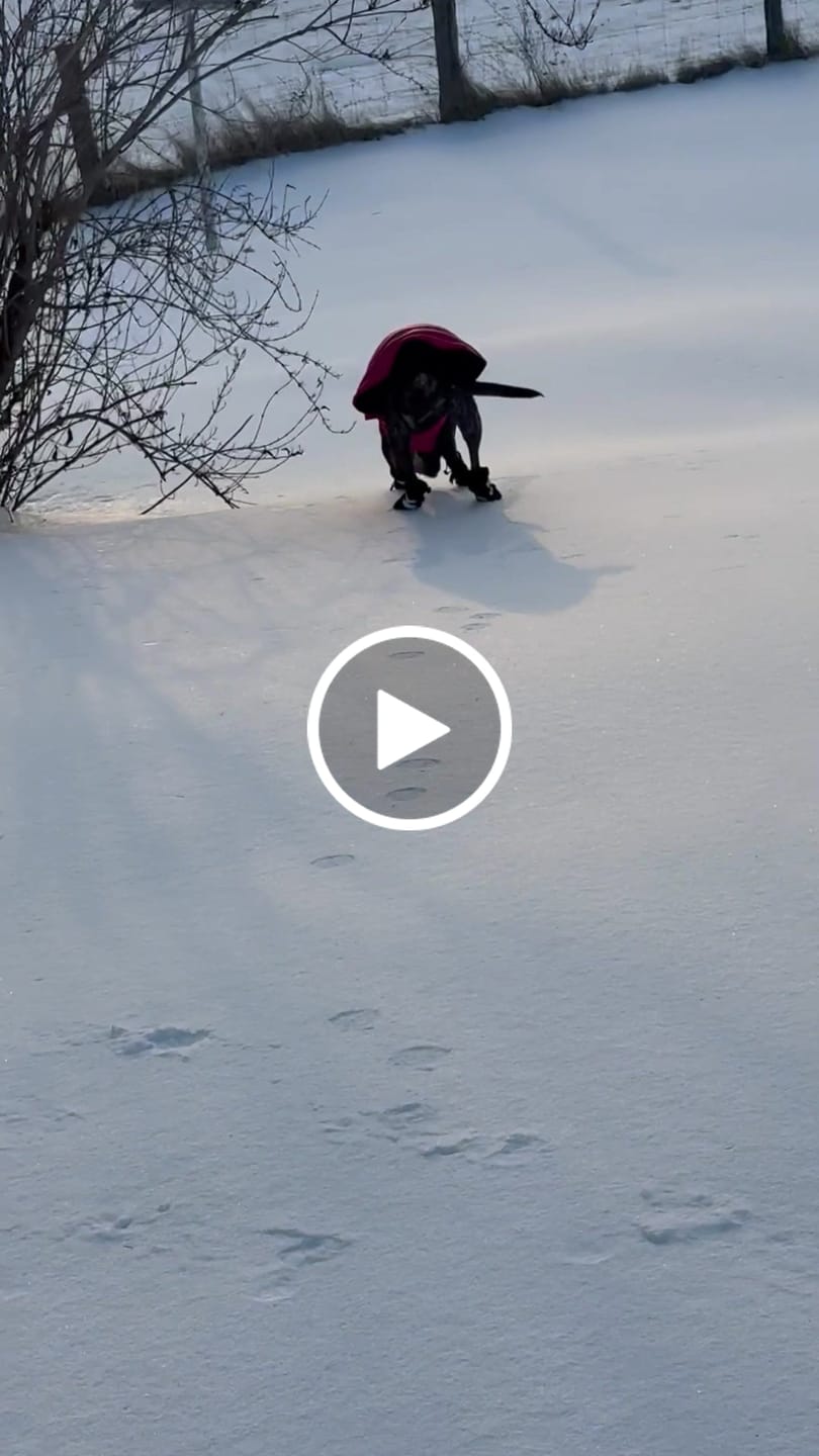 Customer video review of Flex Shell Waterproof Dog Boots