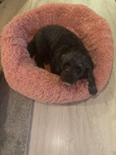 Customer photo review of Puppery Hundebett Wolke 7 - Das Original