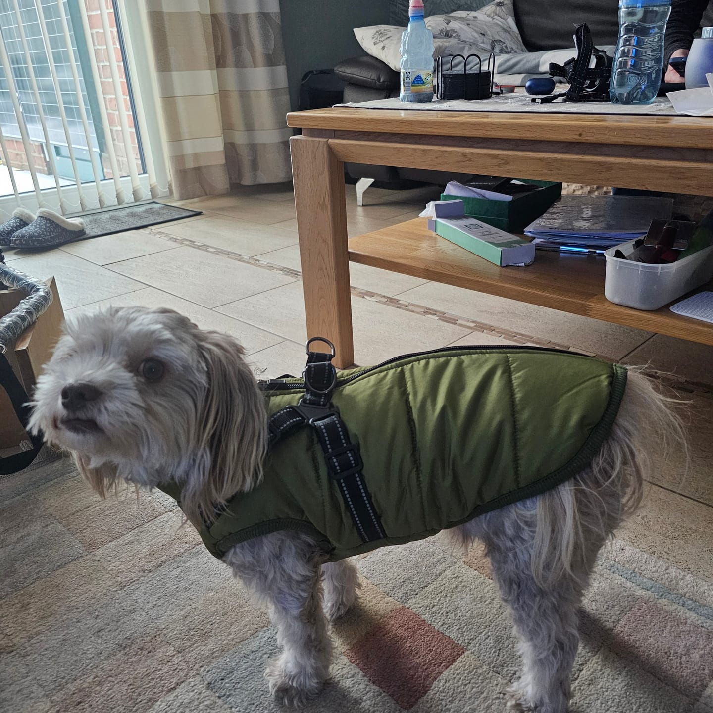 Customer photo review of Emmalove - Wasserdichter Hundemantel Extreme