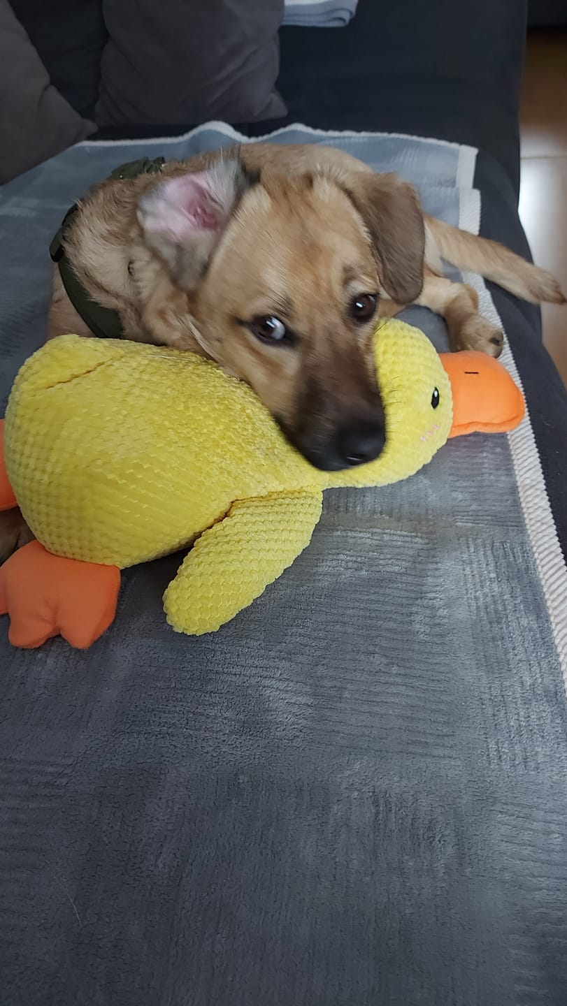Customer photo review of HappyDuck™ – Anti-stress kosedyr