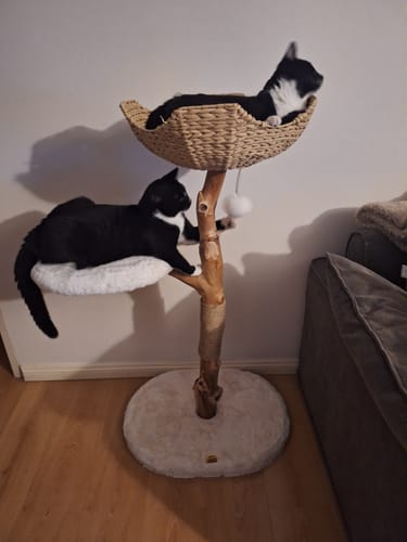 Customer photo review of Michu Premium Real Wooden Cat Tree-Medium- Spacious Australian Feline Haven