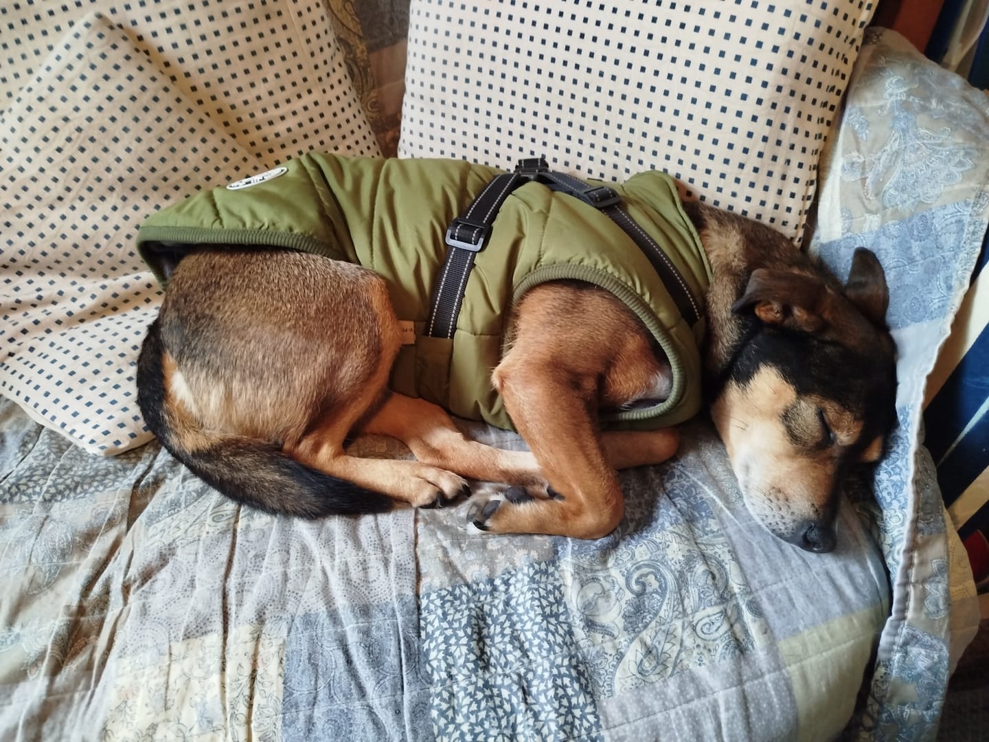 Customer photo review of Emmalove - Wasserdichter Hundemantel Extreme
