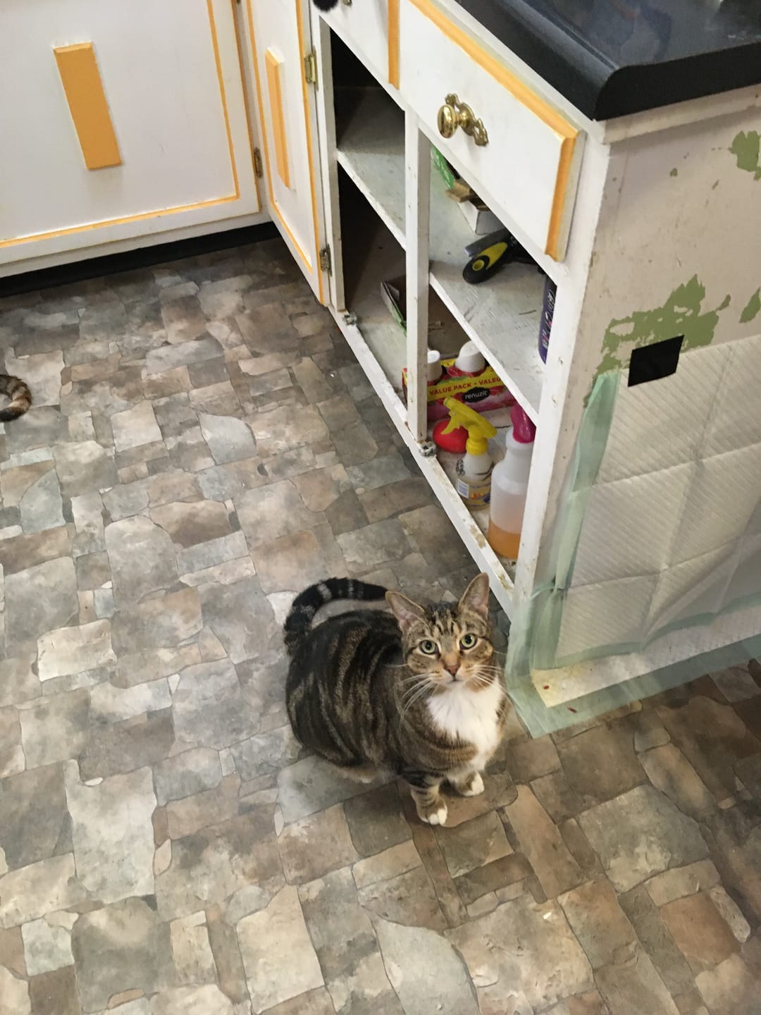 Customer photo review of Cat Allergy Relief & Immune Support Remedy