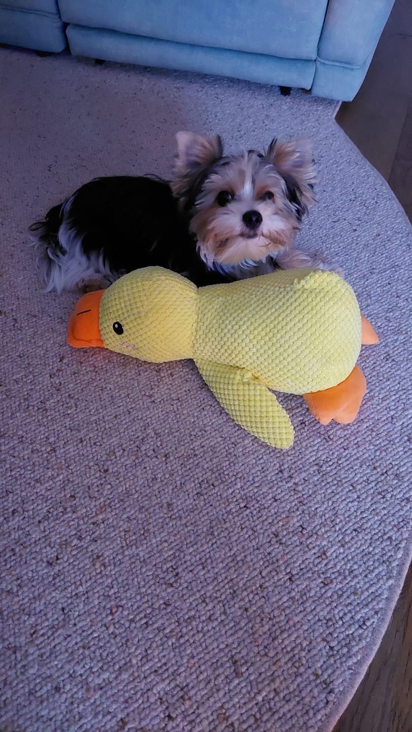 Customer photo review of HappyDuck™ – Anti-stress kosedyr