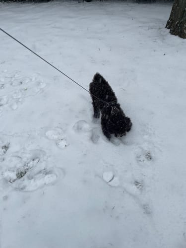 Kundens lille sorte hund iført en Comfort Walk Pro™ hundesele på en gåtur i sneen.