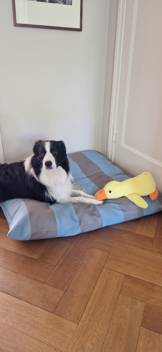 Customer photo review of HappyDuck™ – Anti-stress kosedyr