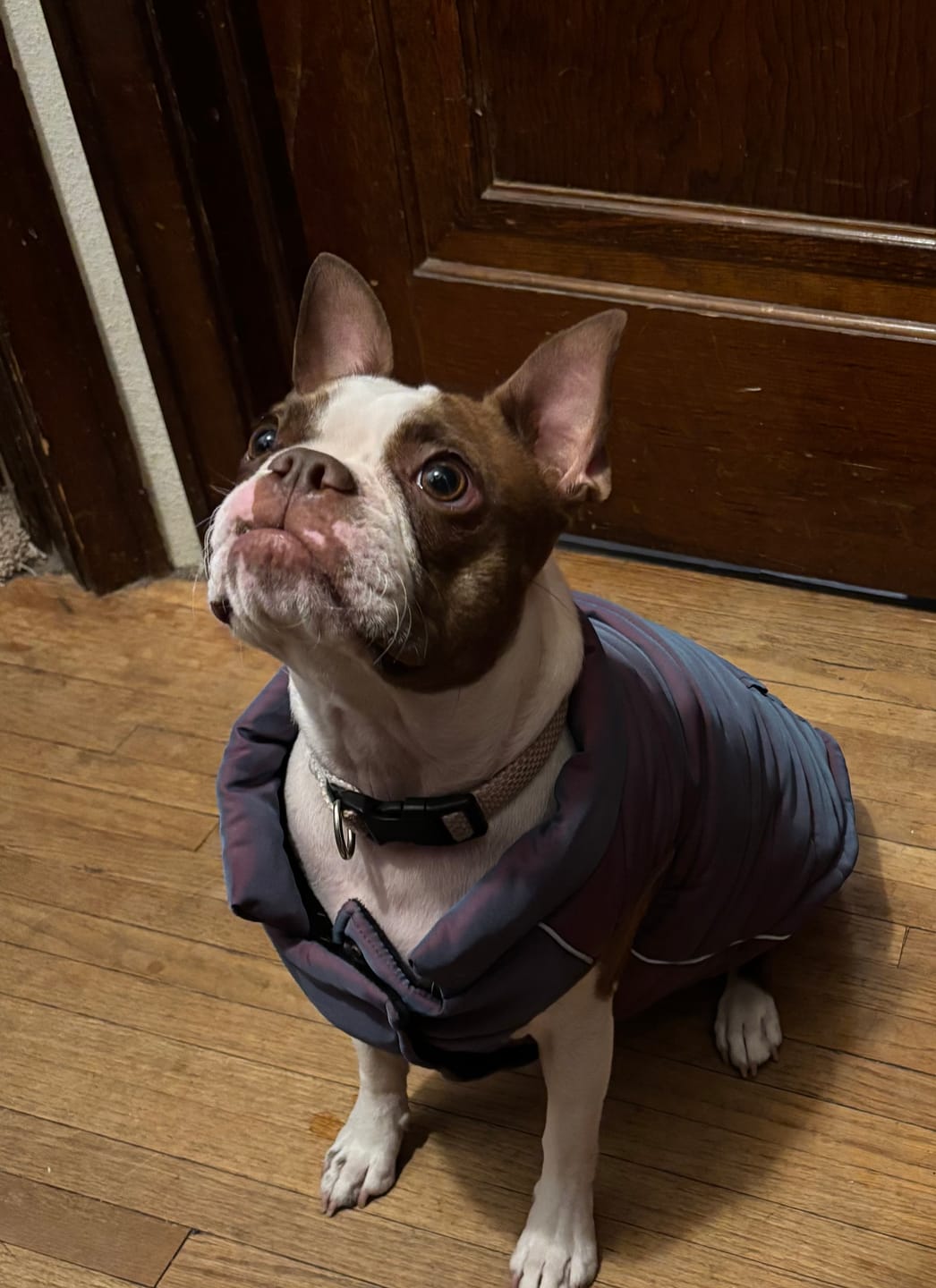 Customer photo review of WarmShield Water-Resistant Jacket - Cosmic