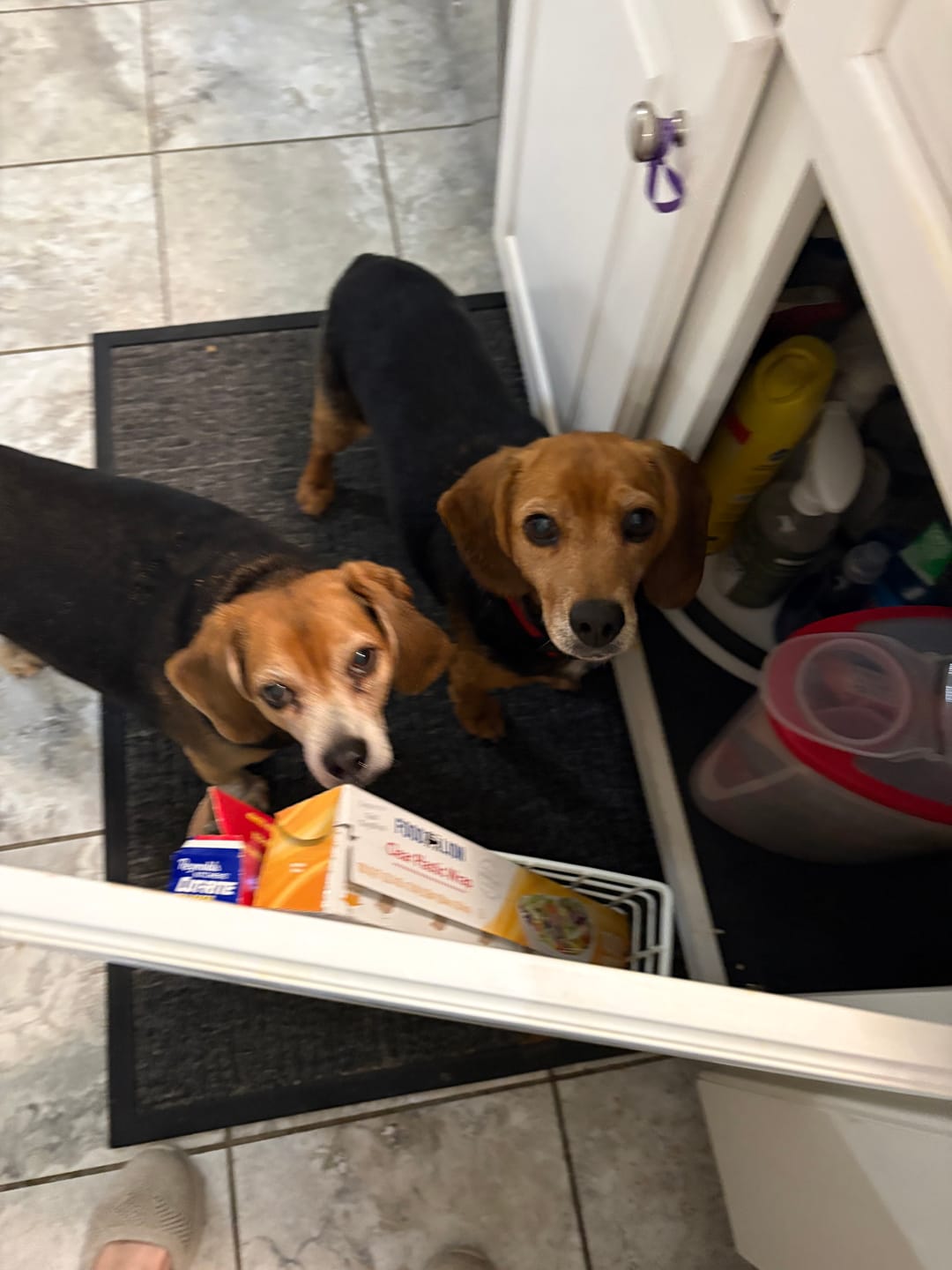 Customer photo review of Beef Jerky Treats for Dogs