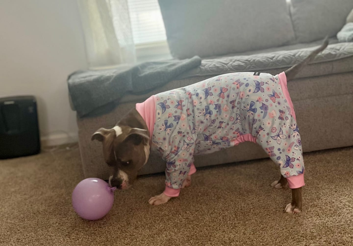 Customer photo review of Dog Pajama - Butterfly