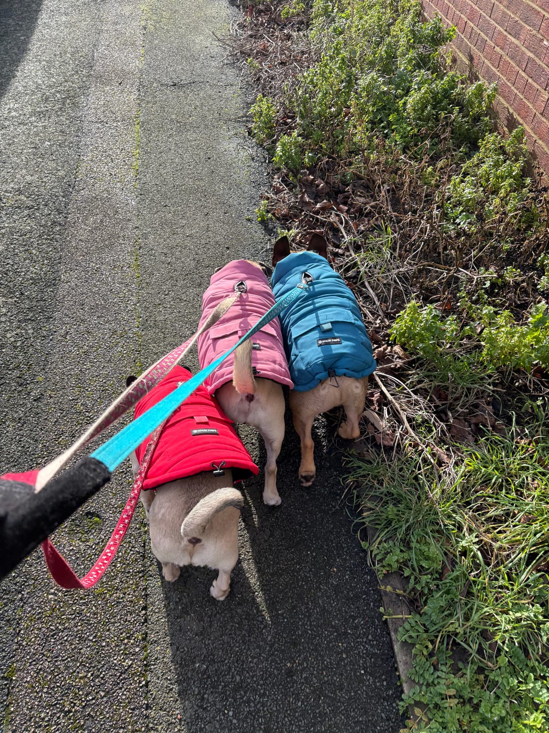 Customer photo review of WarmShield Water-Resistant Jacket - Dusty Pink