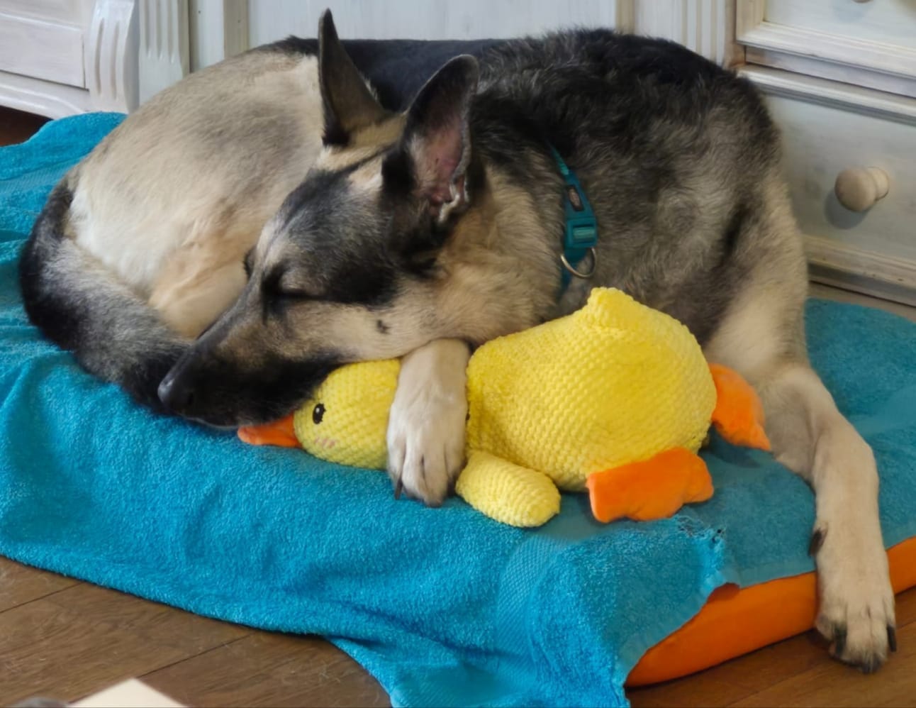 Customer photo review of HappyDuck™ – Anti-stress kosedyr