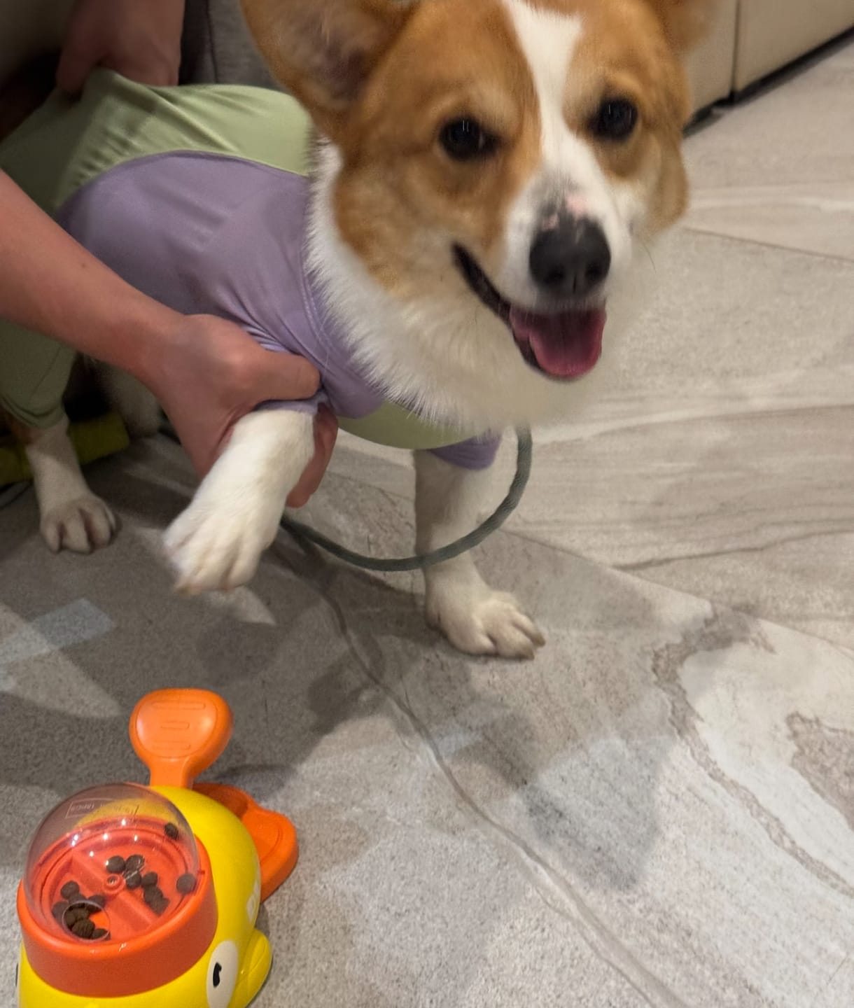 Customer photo review of Interactive Pet Feeder