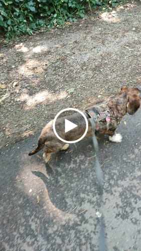 Customer video review of Active Hips