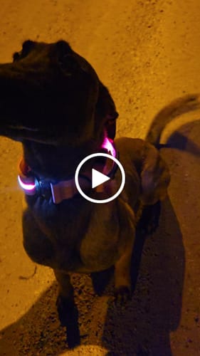 Customer video review of 4cm Light Up LED Combat® Collar | Handle - Pink