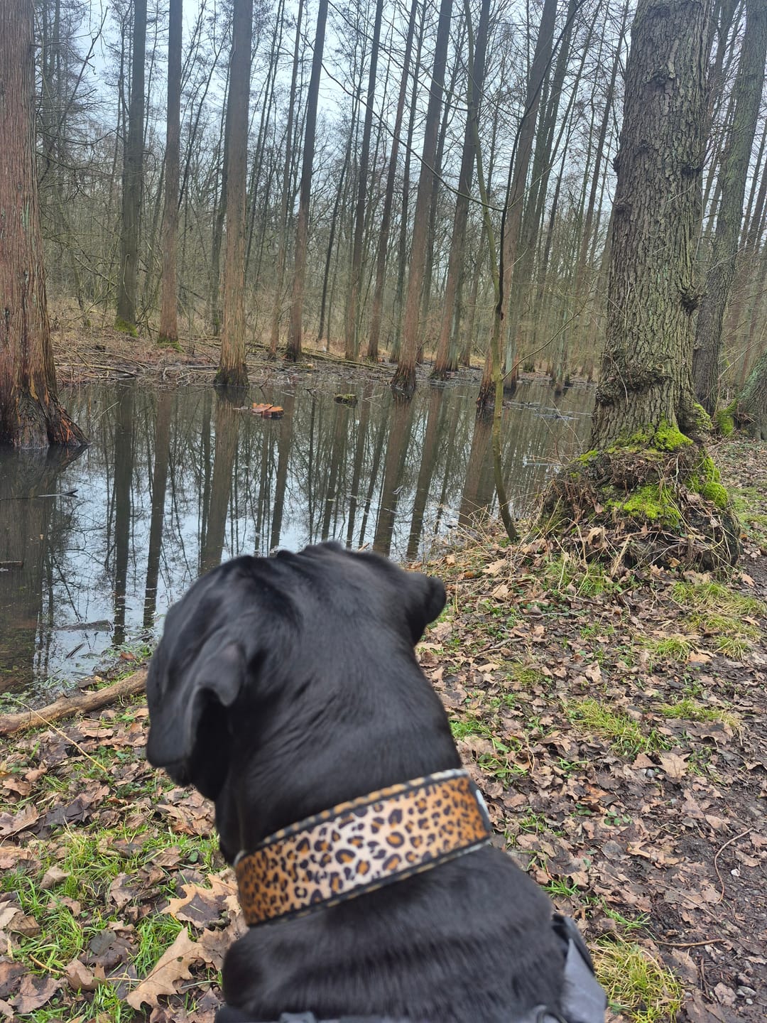Customer photo review of Active Komfort Leopard - Brett slitstarkt hundhalsband med spänne