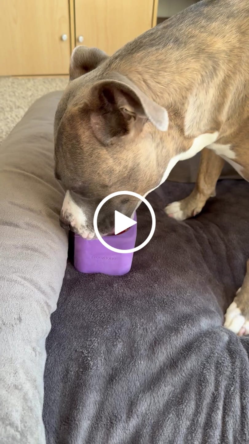 Customer video review of Freezbox - Super Tough Treat Toy